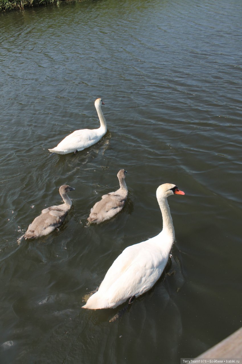 Железный человек: приключеня без брони. Отпуск в Янтарном краю. Ну, и где тут море? Часть 3 (фото 8)