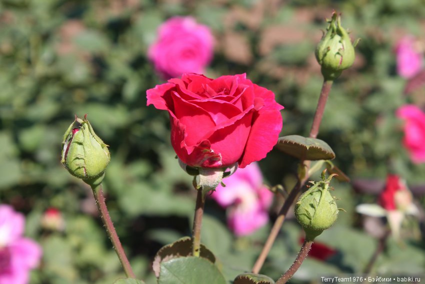 Железный человек: приключеня без брони. И снова ВДНХ