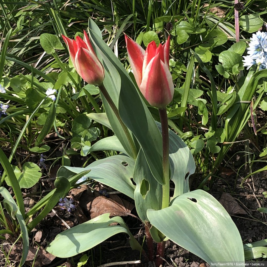 Тони Старк: приключения без брони. Покоритель альпийских горок (фото 3)