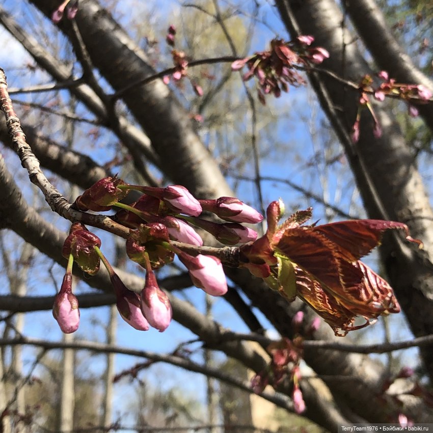 Тони Старк: приключения без брони. Покоритель альпийских горок