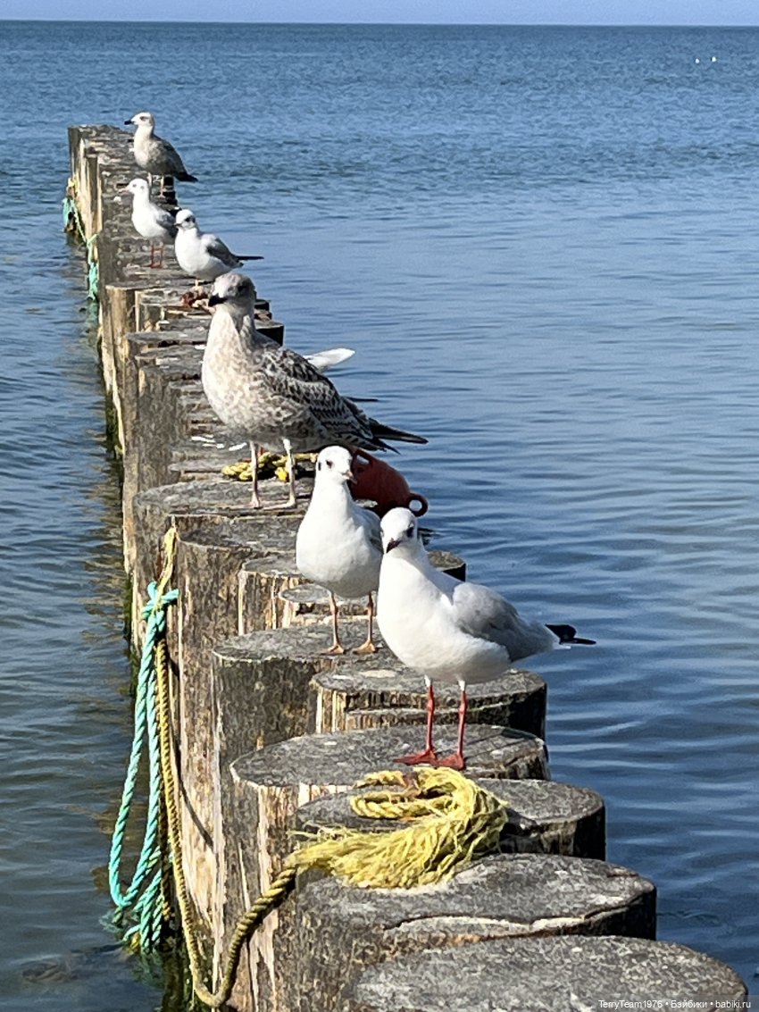 Осень с Тони — Коллекционные экшн