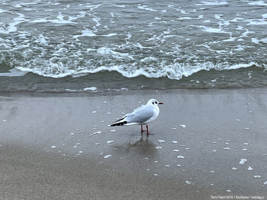 Тони Старк: Первая январская прогулка (фото 5)
