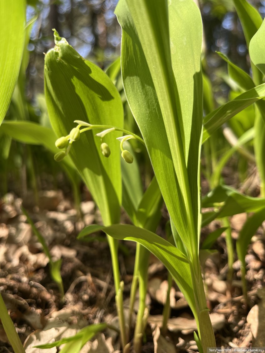 Светлогорск: Гаузупское ущелье