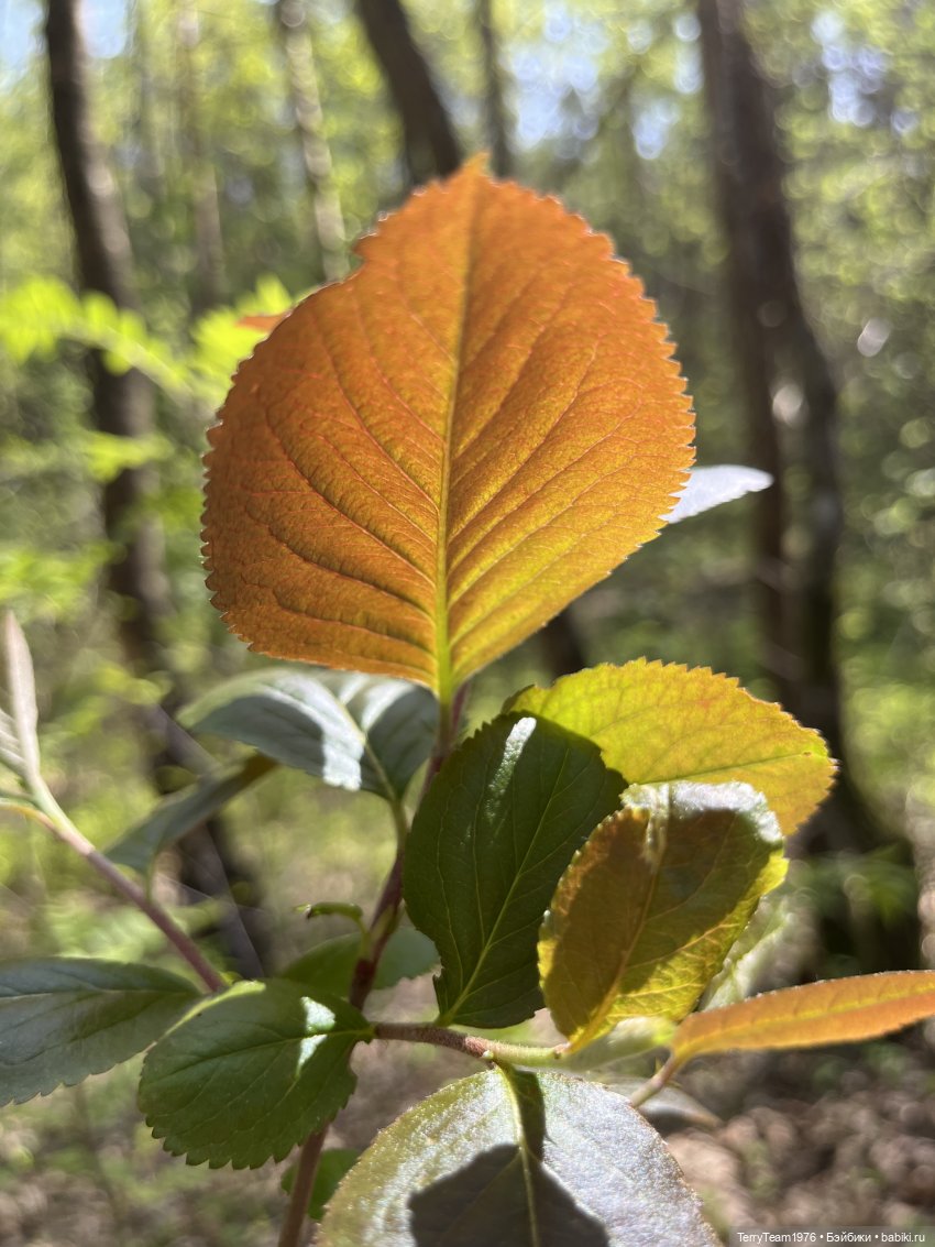 Светлогорск: Гаузупское ущелье