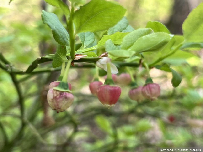 Светлогорск: Гаузупское ущелье
