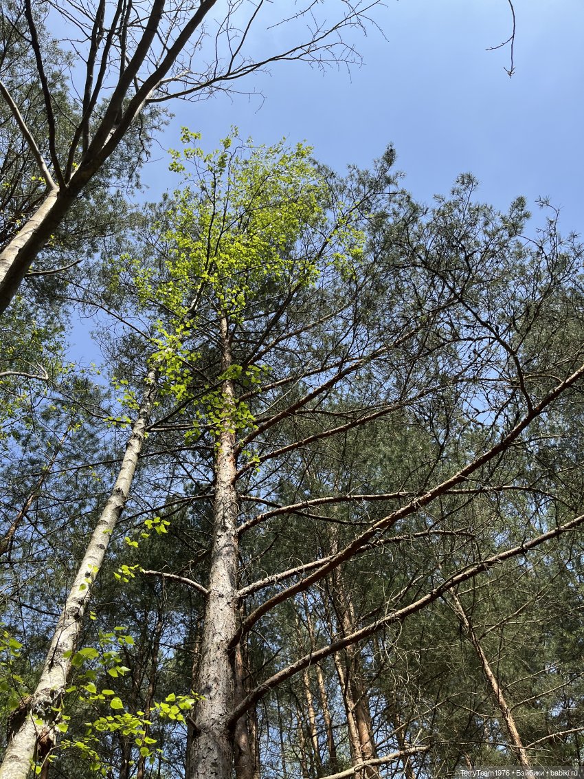 Светлогорск: Гаузупское ущелье