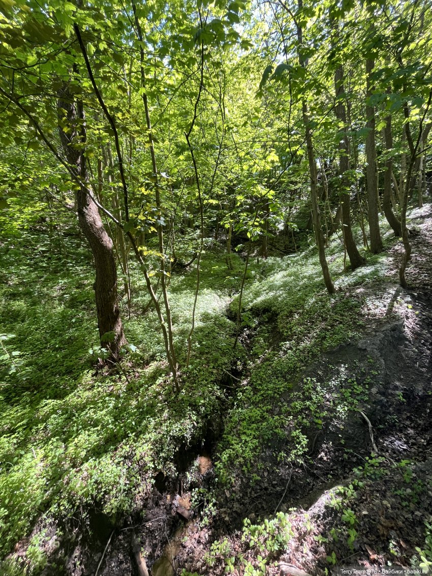 Чем дальше в лес- тем глубже овраги