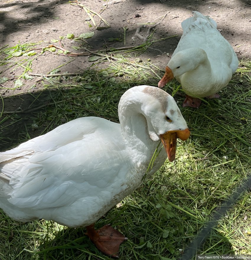 Чем дальше в лес- тем глубже овраги (фото 2)