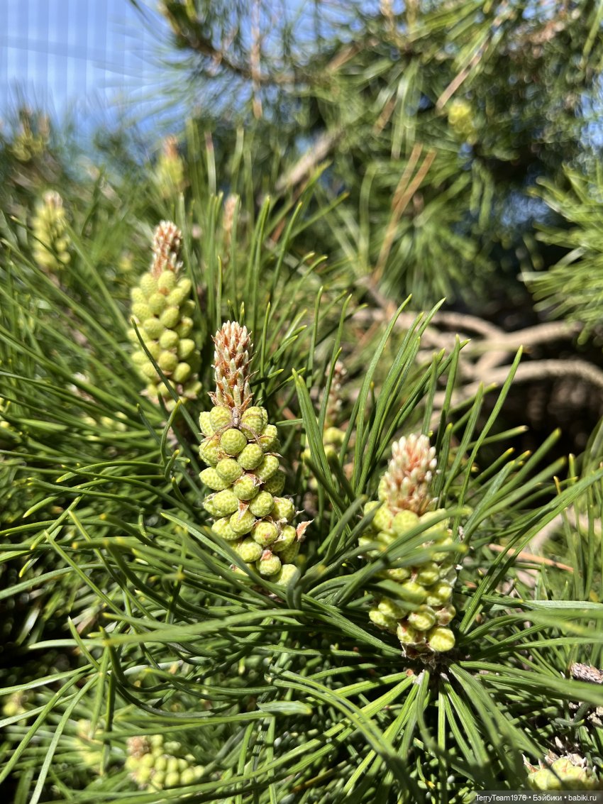 Исследователи побережья: Светлогорск, продолжение