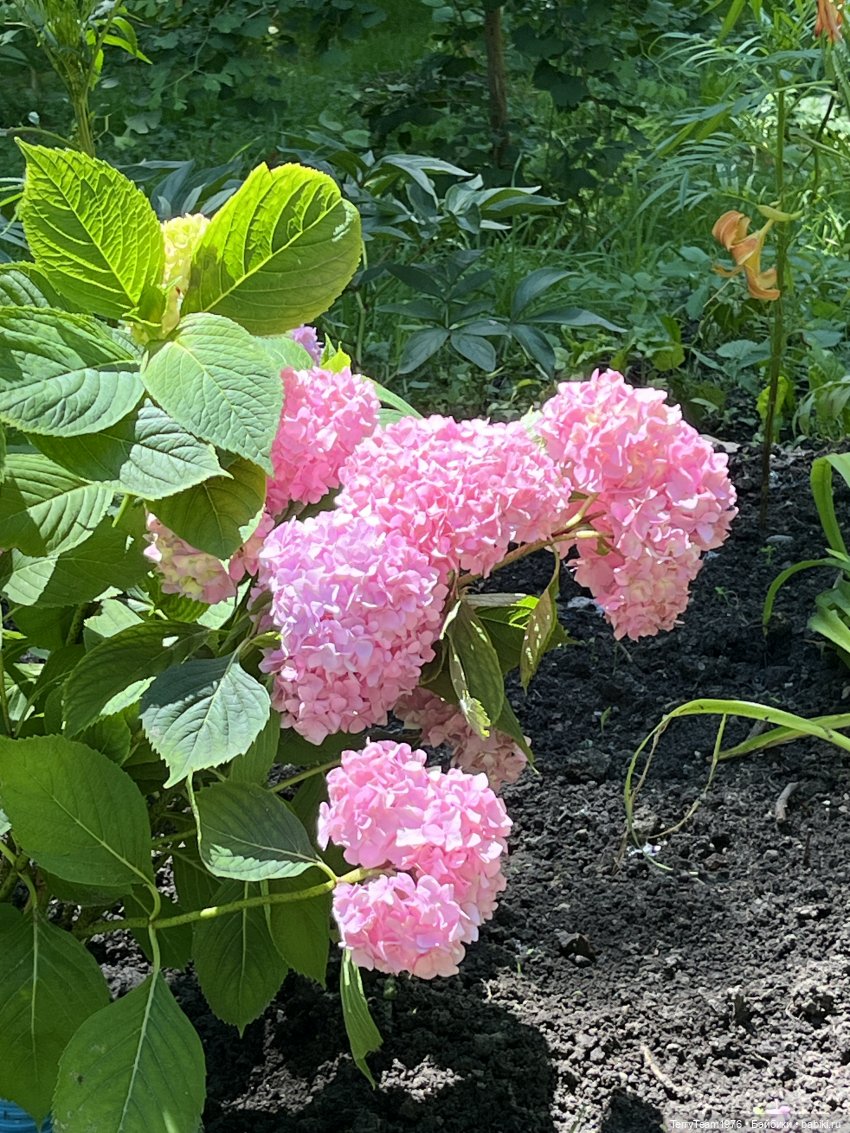 Ландшафтный парк — Коллекционные экшн (фото 7)