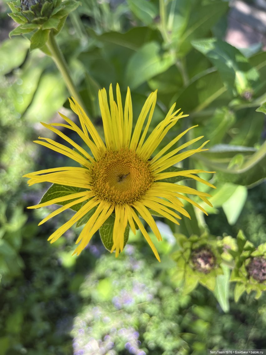 Ландшафтный парк — Коллекционные экшн