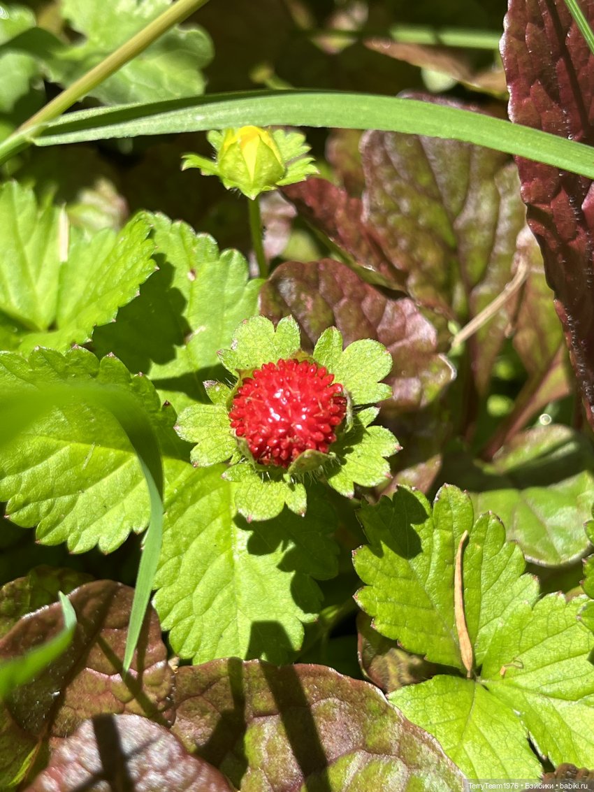 Ландшафтный парк — Коллекционные экшн