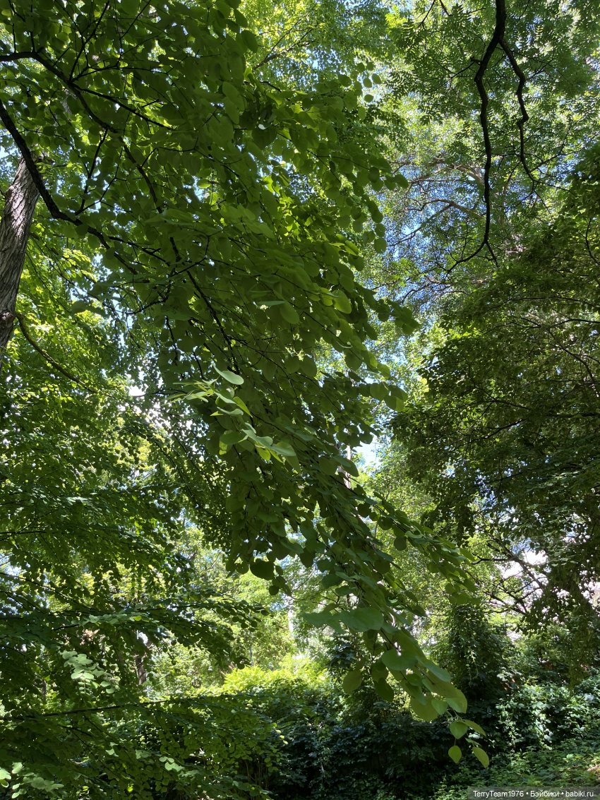 Ландшафтный парк — Коллекционные экшн