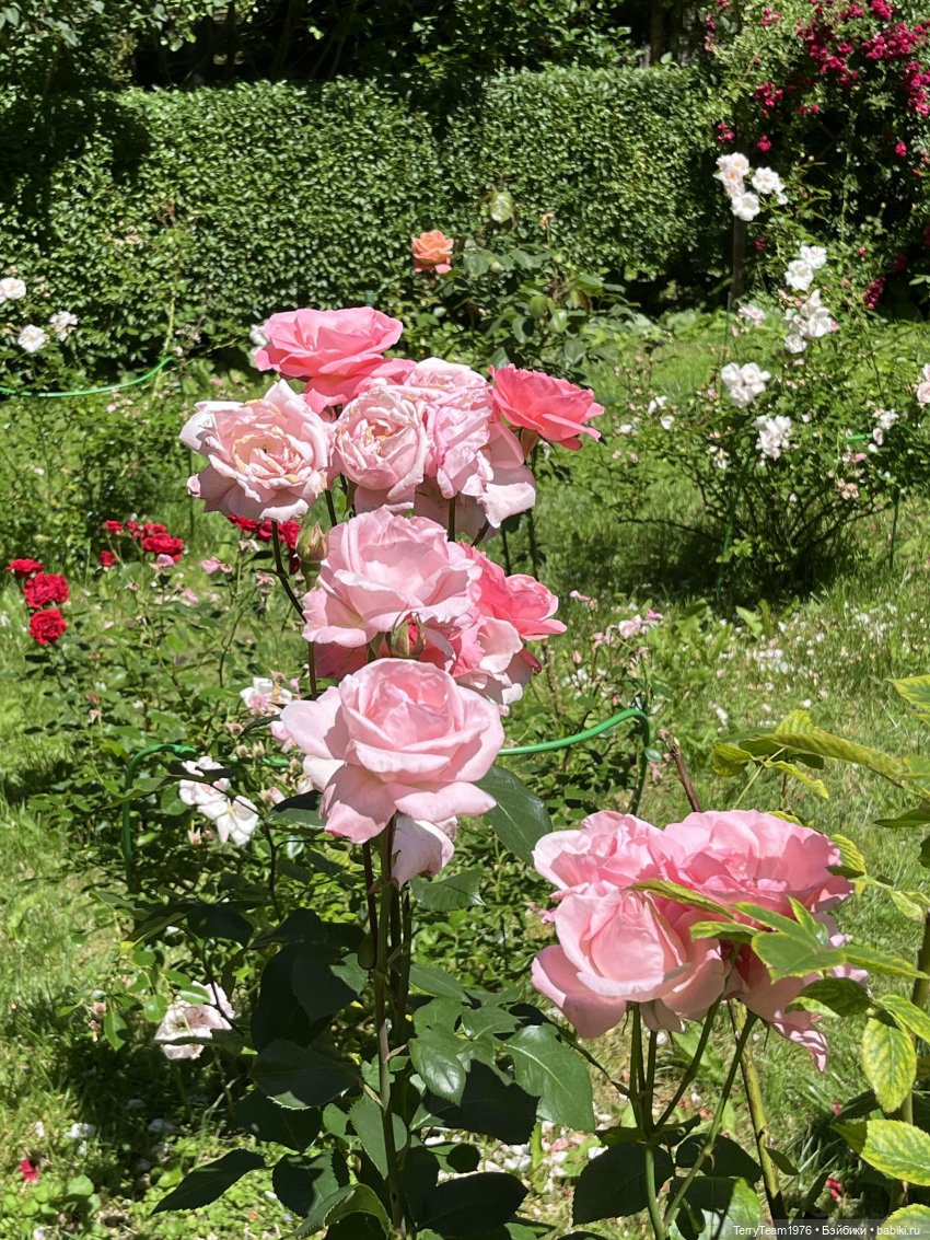 Ландшафтный парк — Коллекционные экшн