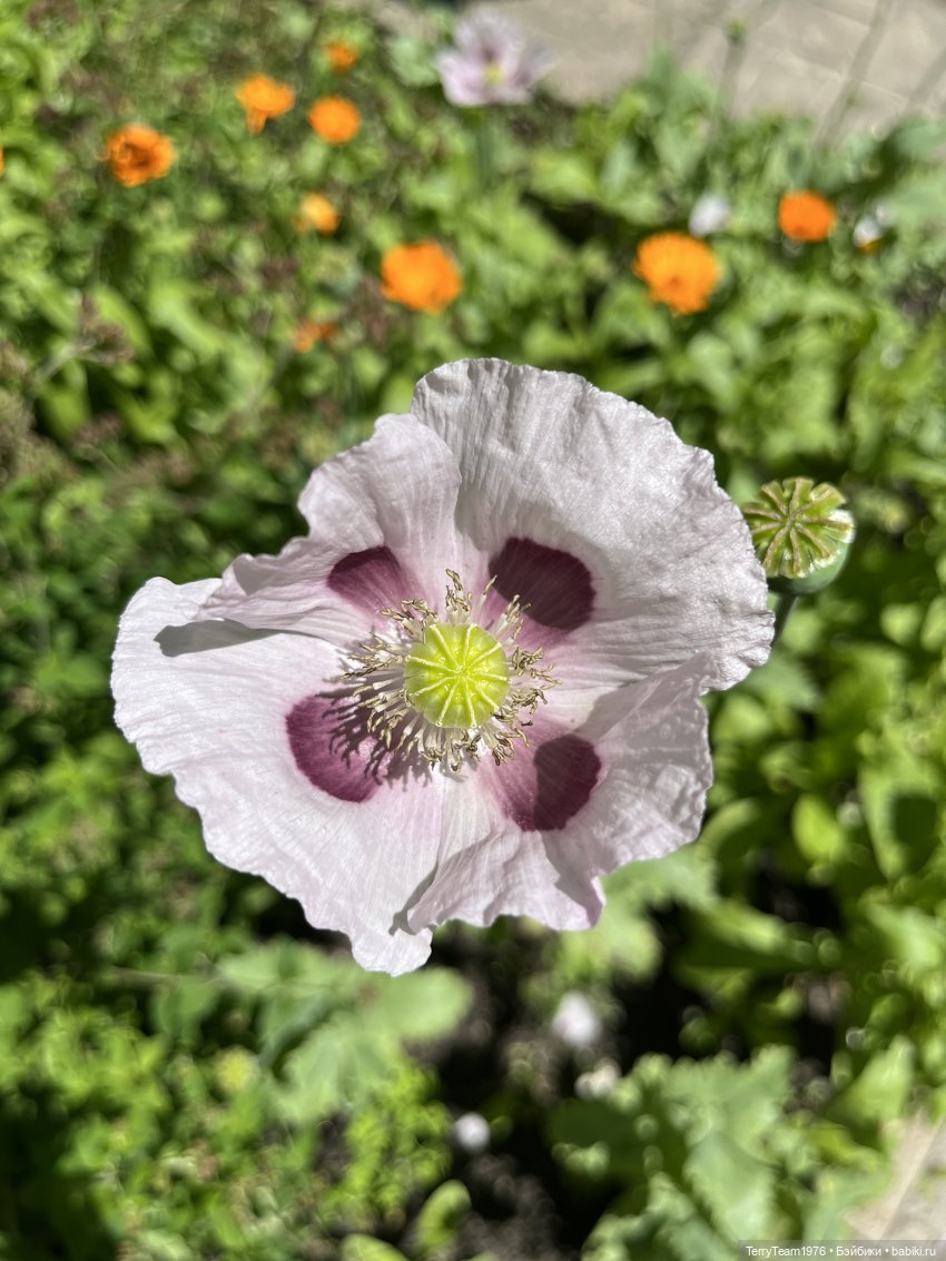 Ландшафтный парк — Коллекционные экшн (фото 5)