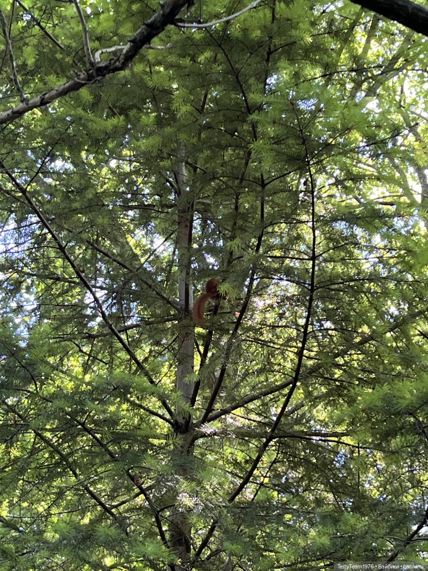 Ландшафтный парк — Коллекционные экшн (фото 9)