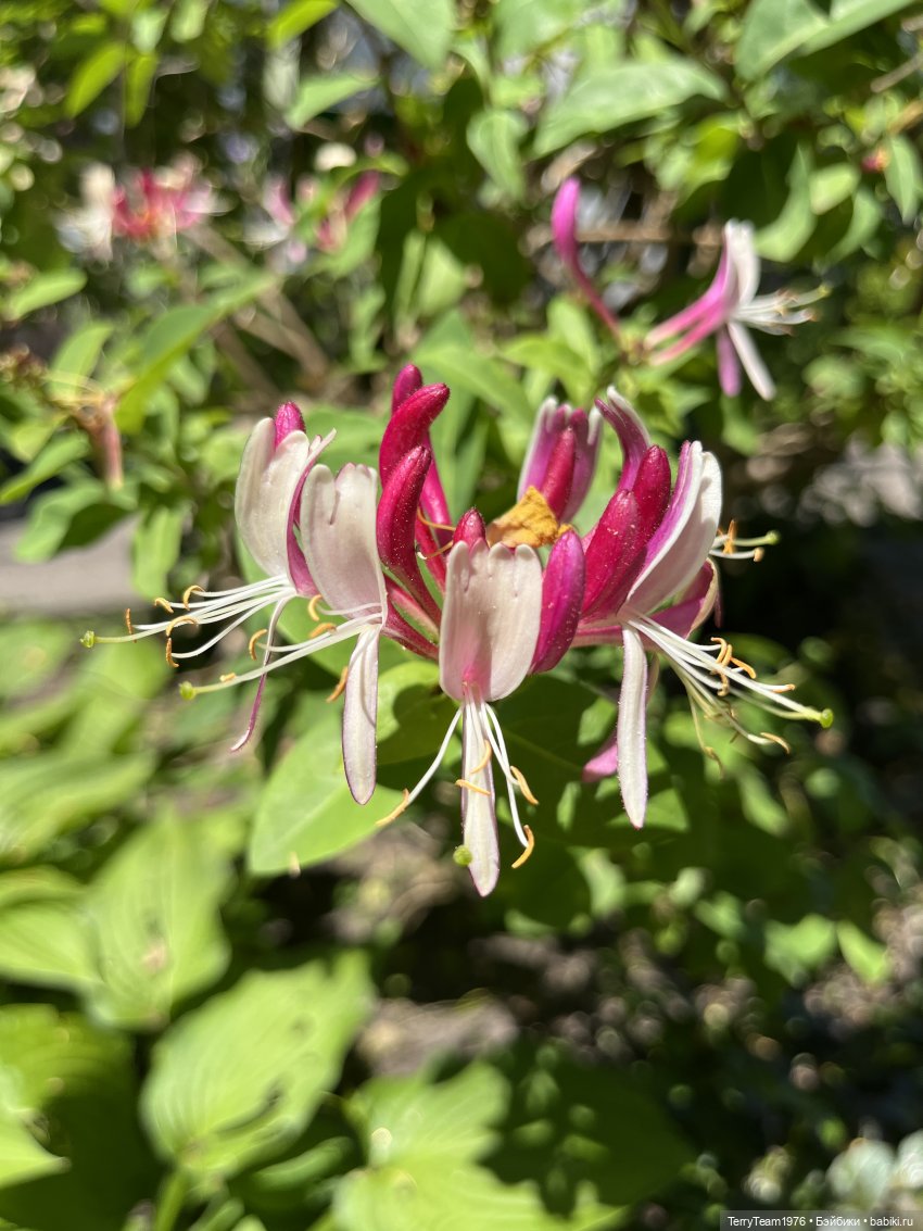 Ландшафтный парк — Коллекционные экшн