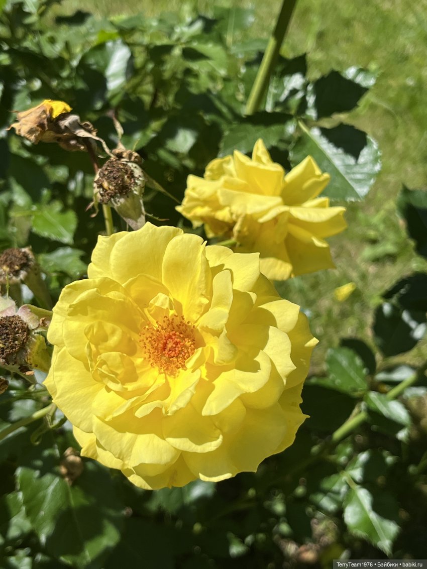 Ландшафтный парк — Коллекционные экшн