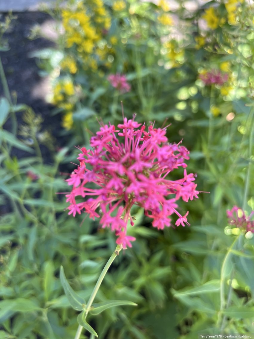 Ландшафтный парк — Коллекционные экшн