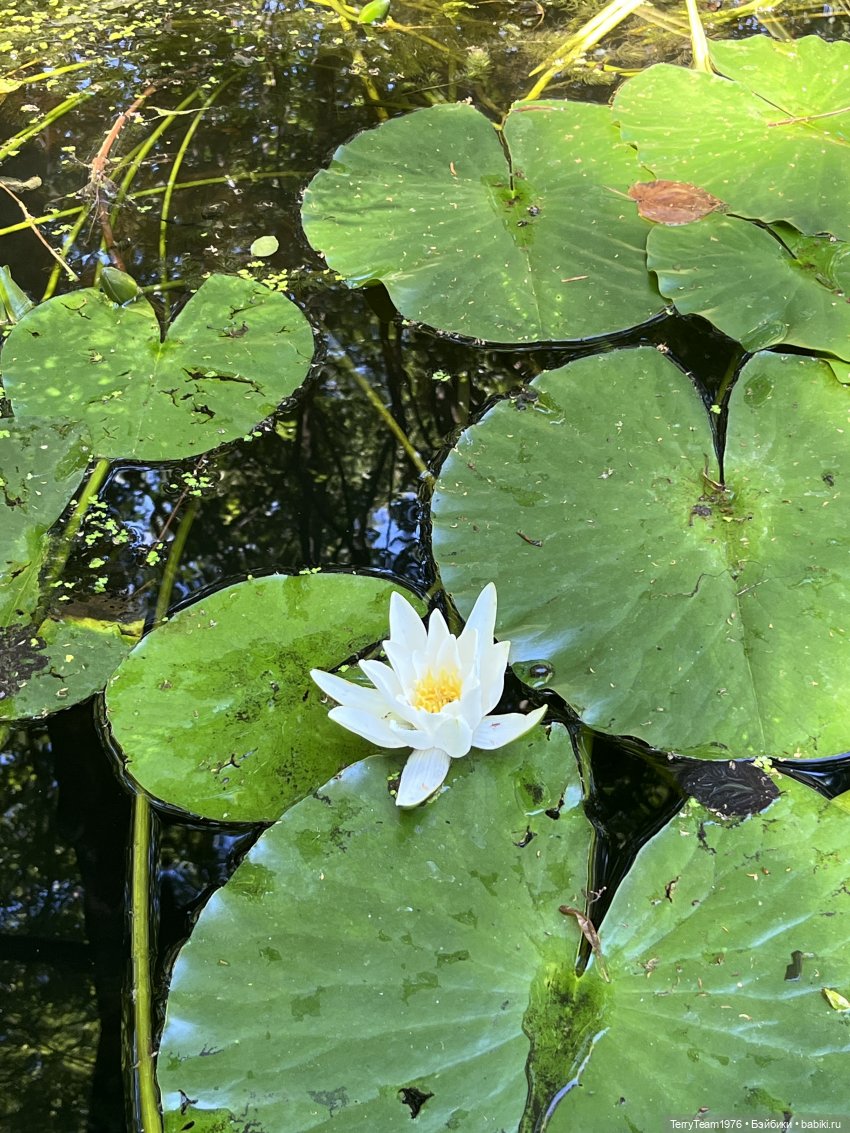 Ландшафтный парк — Коллекционные экшн