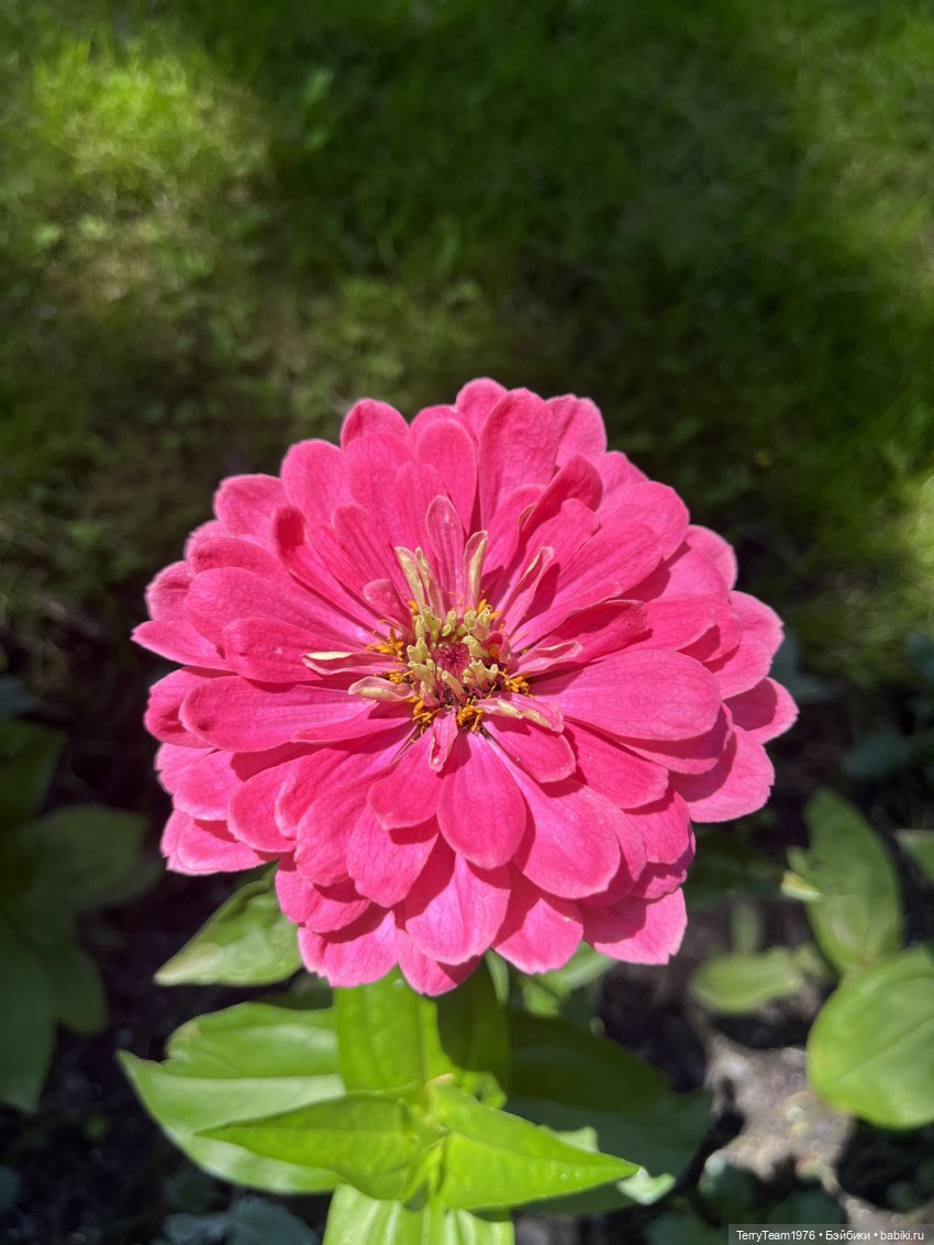 Ландшафтный парк — Коллекционные экшн