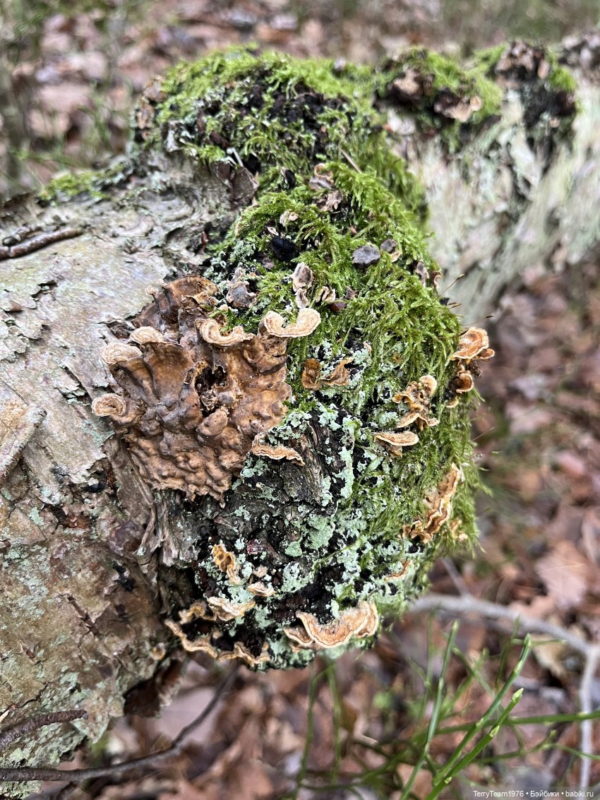 Тони Старк: Балтийский декабрь (фото 6)