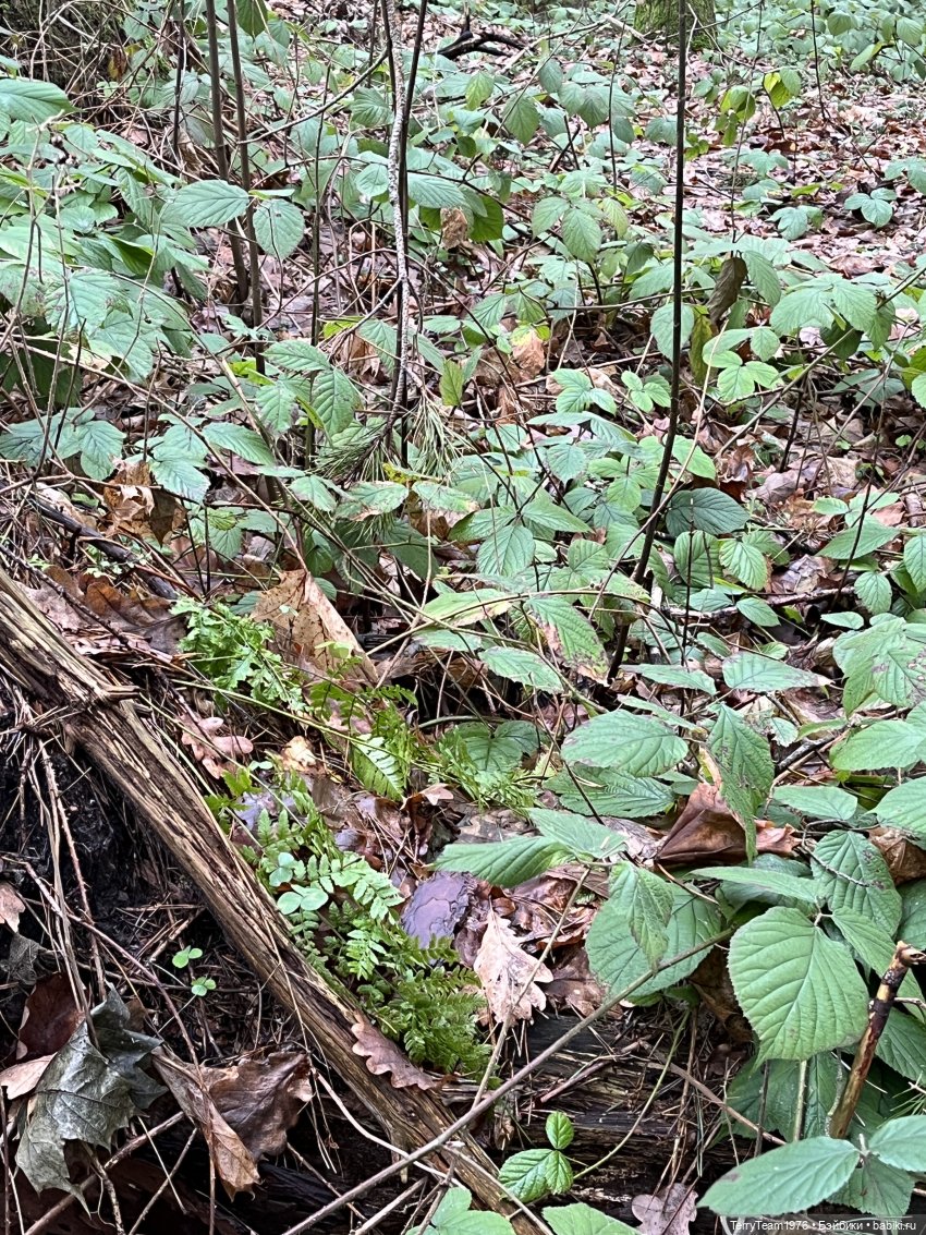 Такой вот январь. Часть 3 (фото 4)