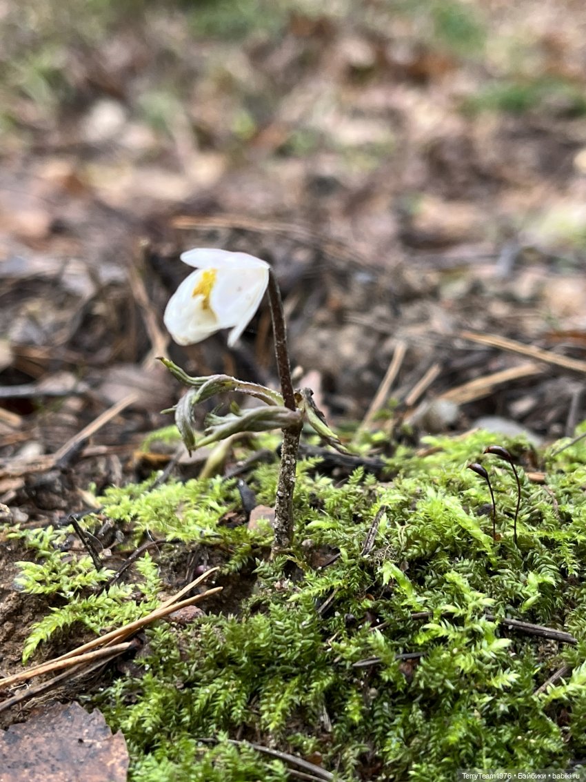 Такой вот январь. Часть 3 (фото 3)