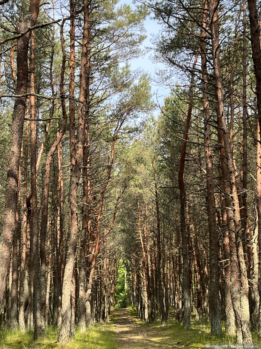 Удивительные путешествия мистера Чиби (фото 3)