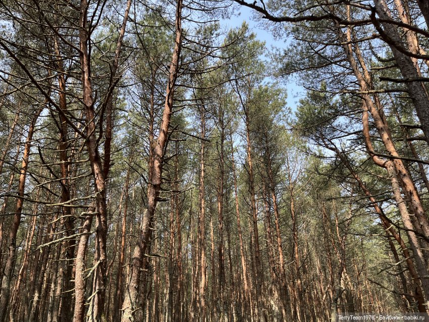 Удивительные путешествия мистера Чиби