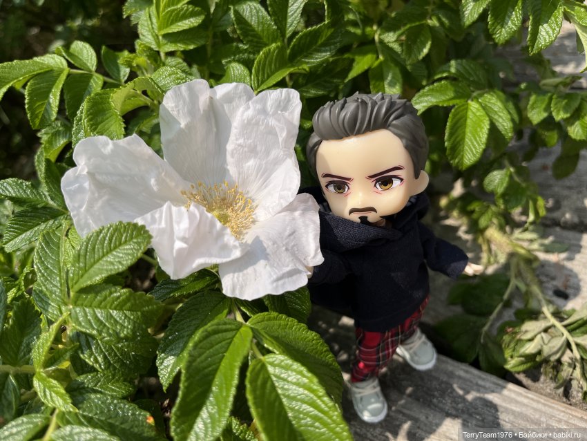 Удивительные путешествия мистера Чиби