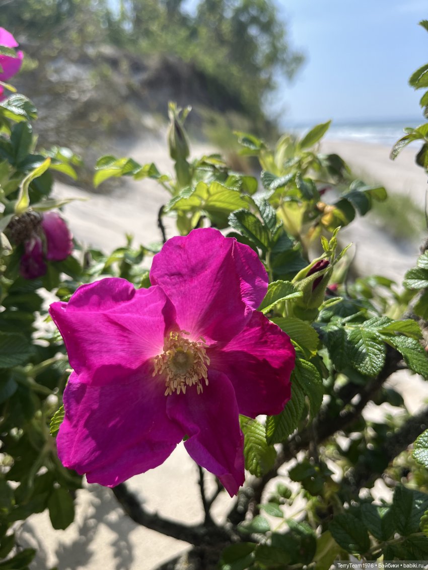 Удивительные путешествия мистера Чиби