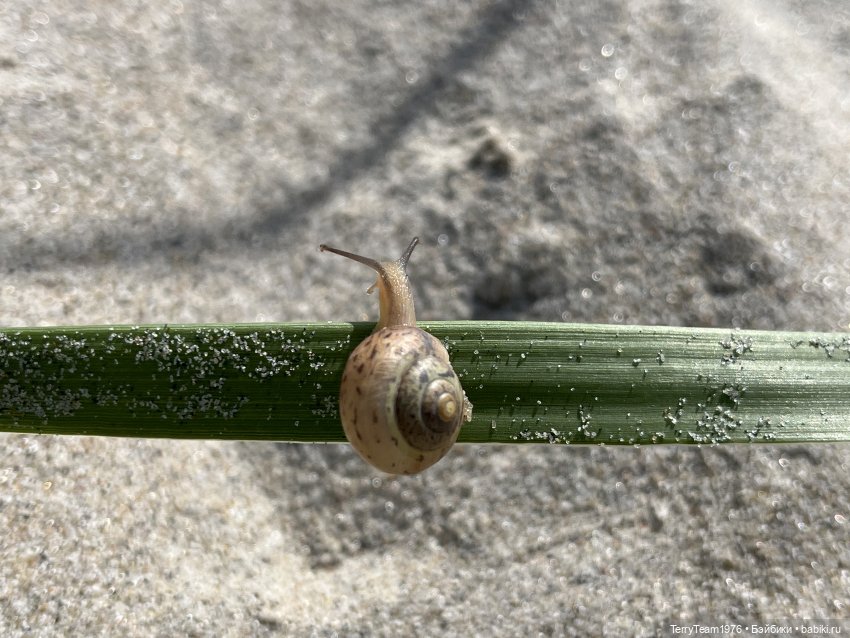 Удивительные путешествия мистера Чиби