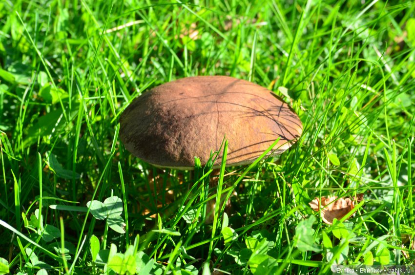 Осенняя прогулка Лины + немного городских зарисовок (фото 9)