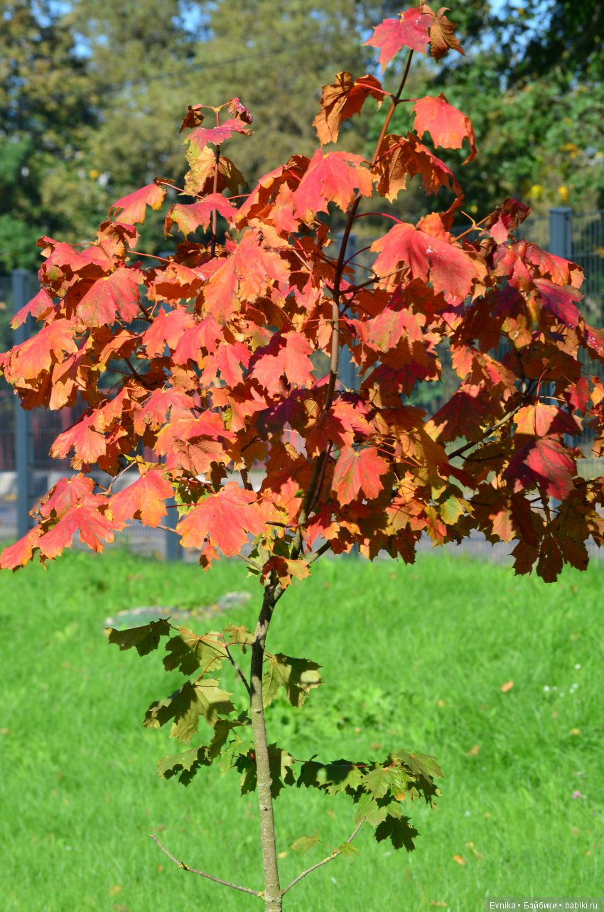 Осенняя прогулка Лины + немного городских зарисовок (фото 5)