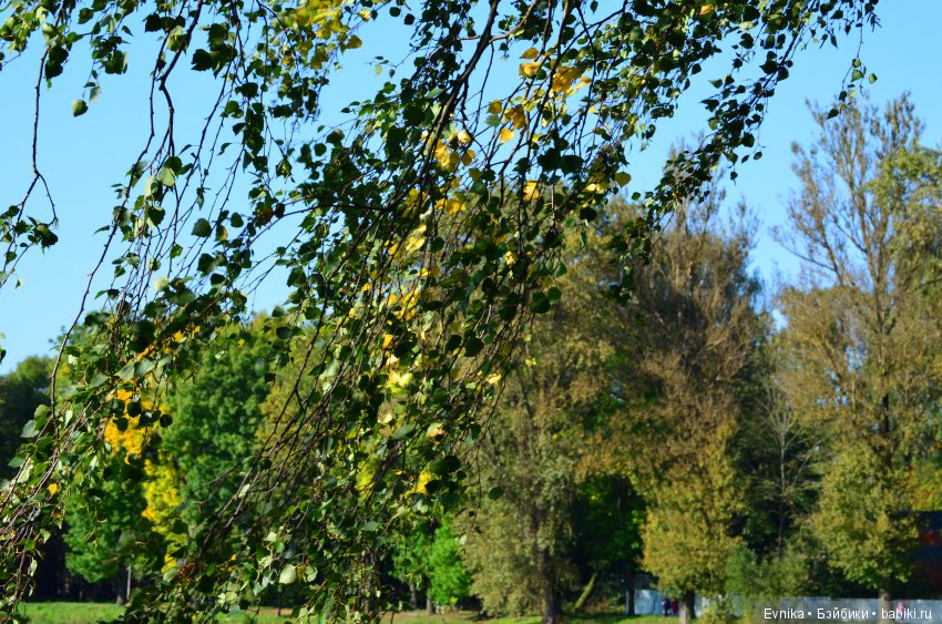 Осенняя прогулка Лины + немного городских зарисовок (фото 7)