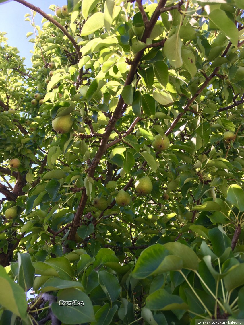 Первый раз на улице Pukifee Dony (фото 3)