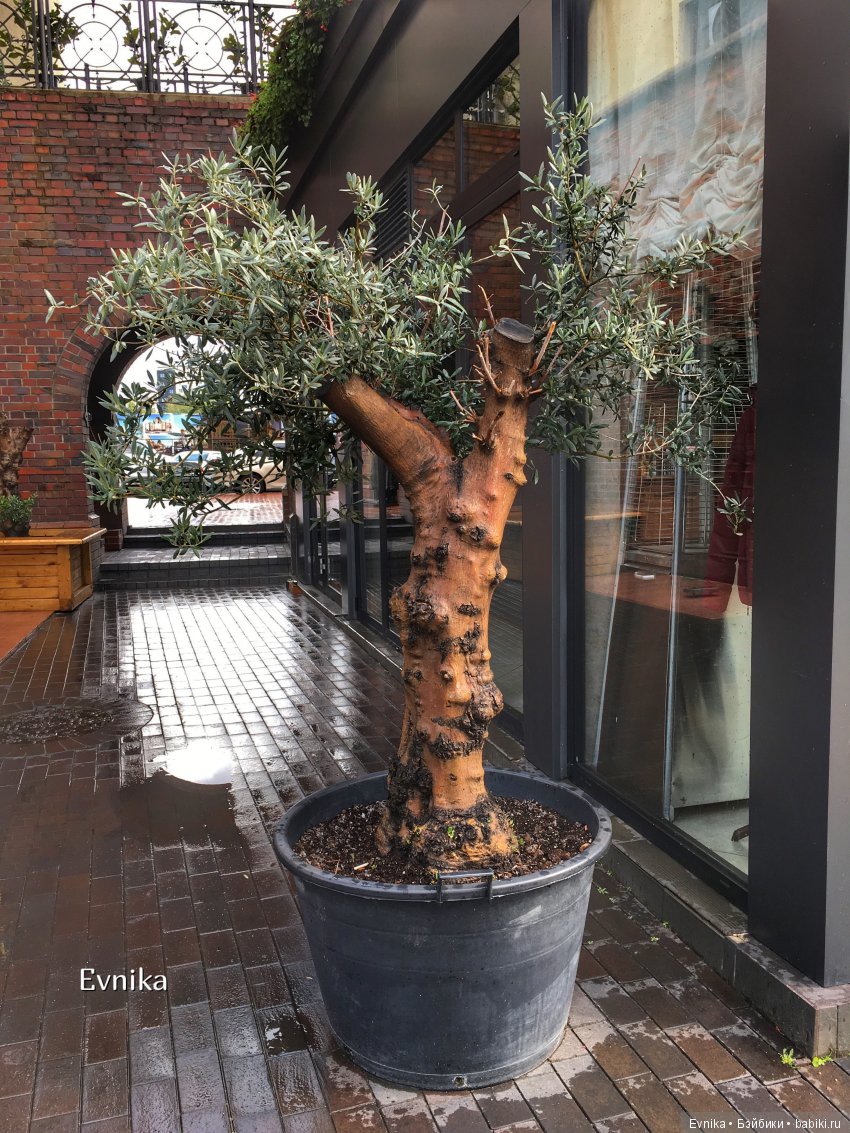 Дождь нам не помеха. Таша и Эльза в Калининграде