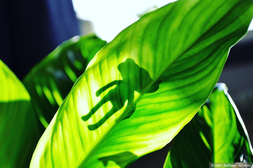 Ловись лягушка большая и маленькая (фото 4)