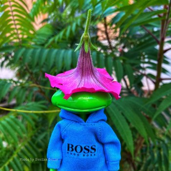 Чудо лягушки - фотоальбом