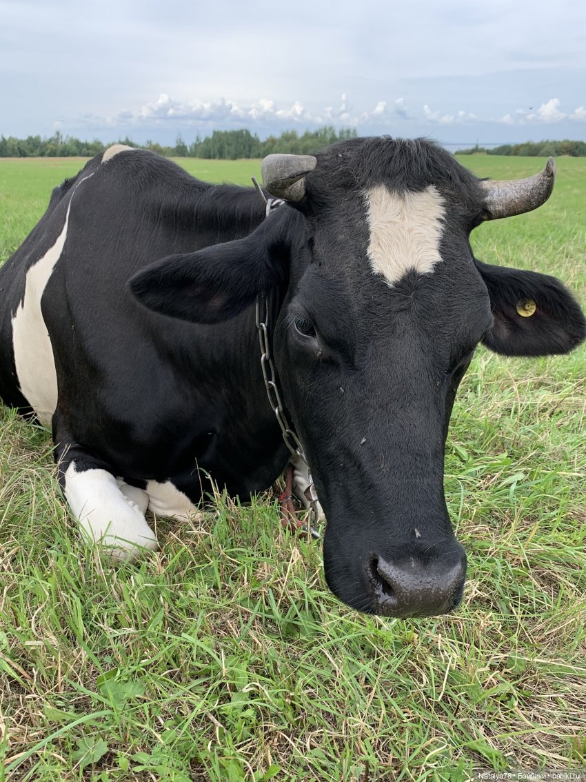 Знакомство Риты с коровой Мартой