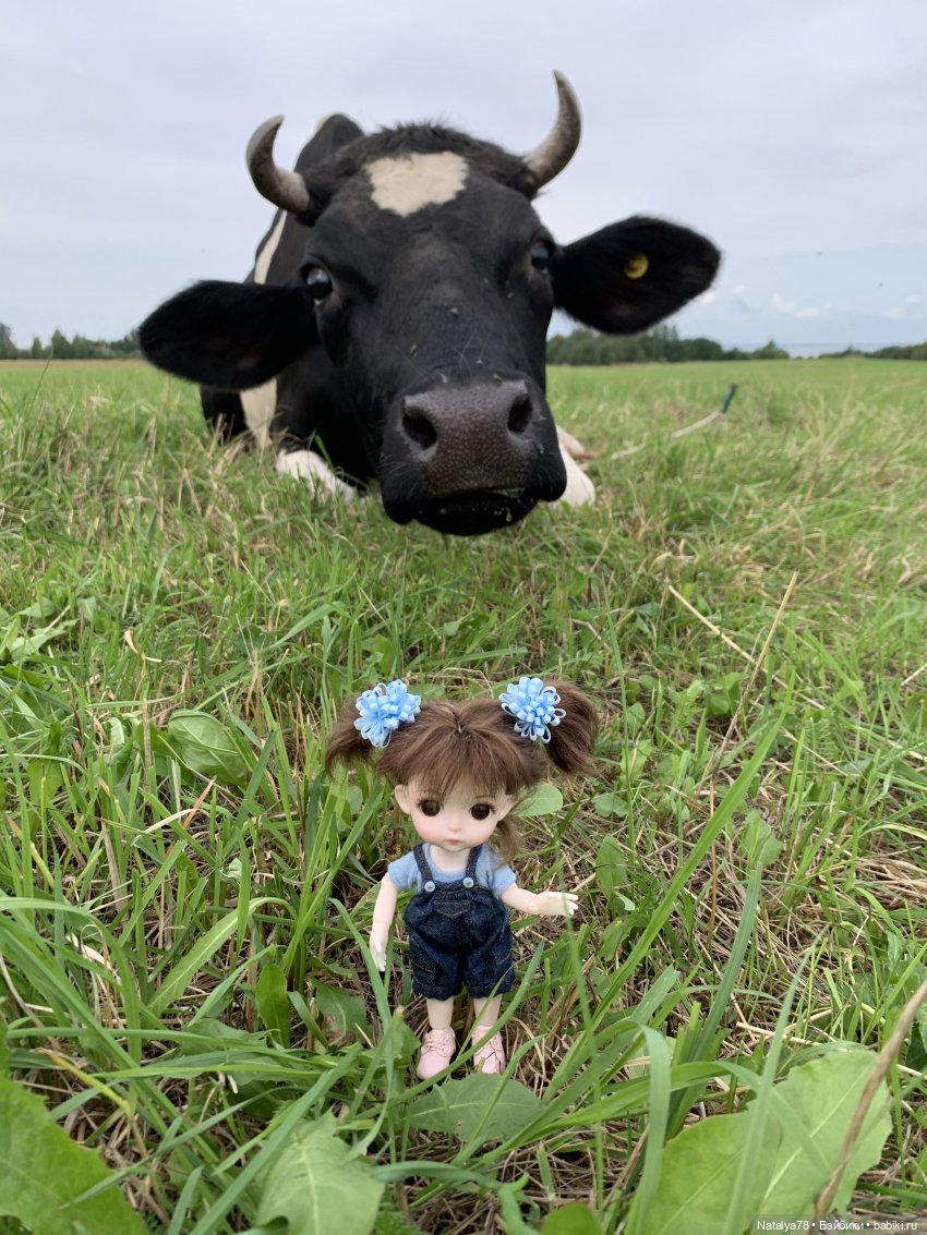 Знакомство Риты с коровой Мартой (фото 3)