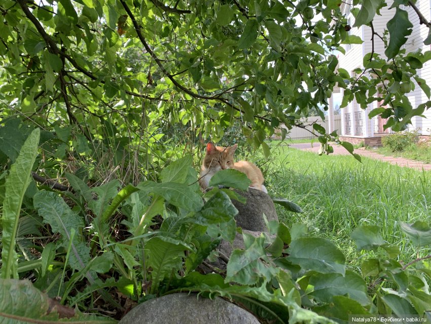 Знакомство Риты с коровой Мартой (фото 6)