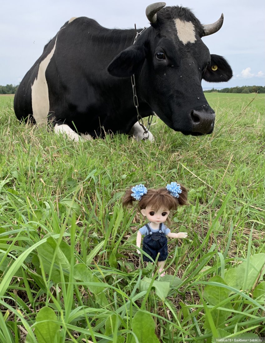 Знакомство Риты с коровой Мартой (фото 2)