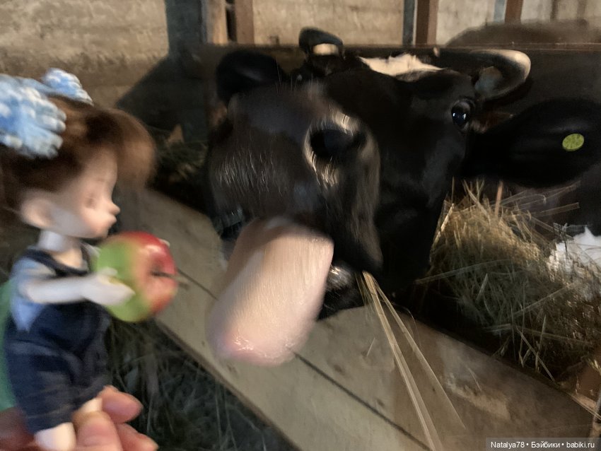 Знакомство Риты с коровой Мартой (фото 8)
