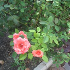 Белая невеста, Геленджик.Старый парк, Кабардинка