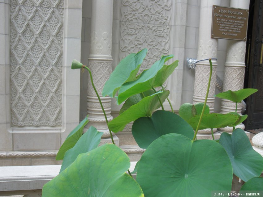 Белая невеста, Геленджик.Старый парк, Кабардинка