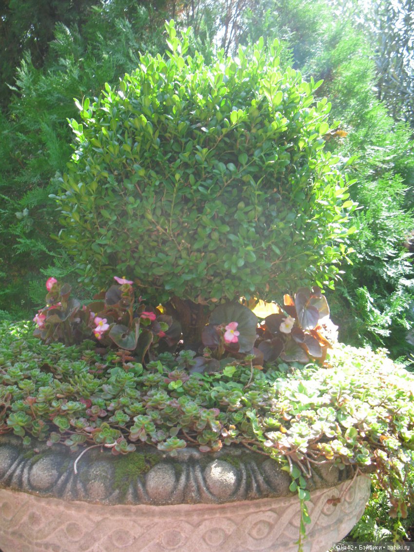 Белая невеста, Геленджик.Старый парк, Кабардинка