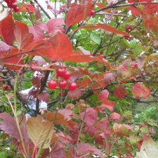 Осенние деньки.