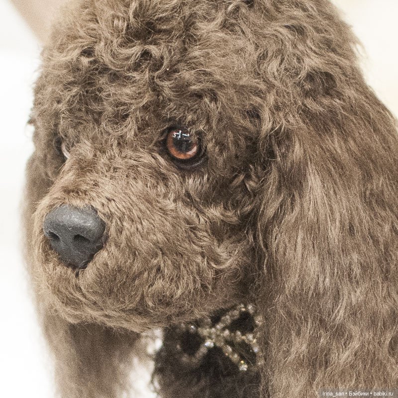 Тишинка, Осенний салон 2020